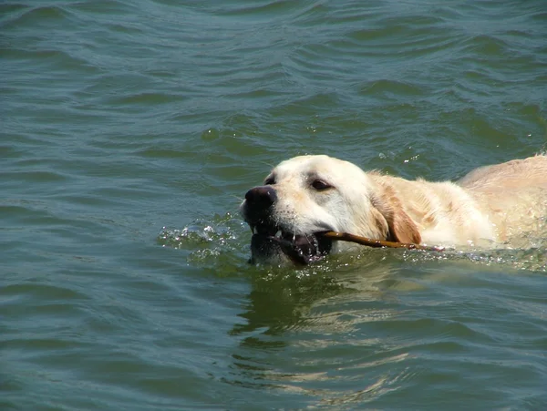 stock image Swimming dog