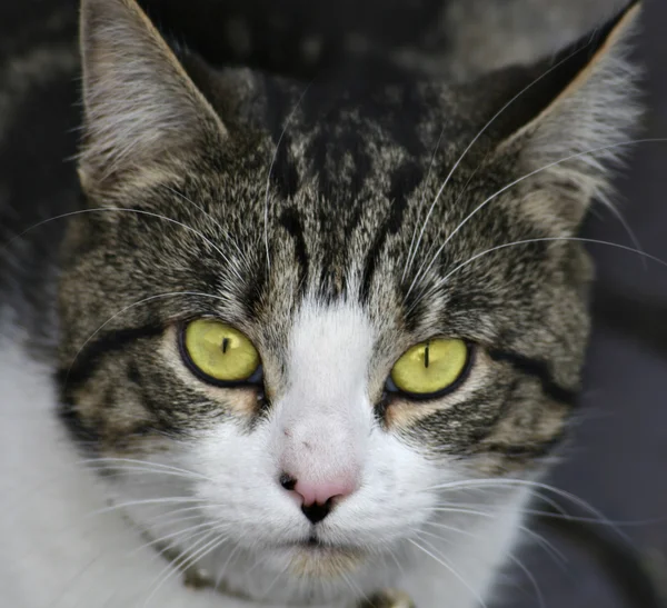 stock image Cat stare