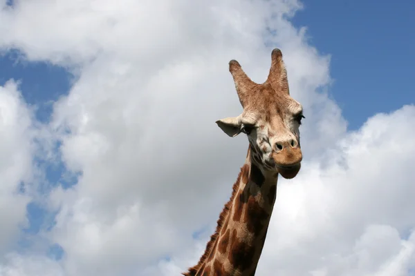 A giraffe — Stock Photo, Image