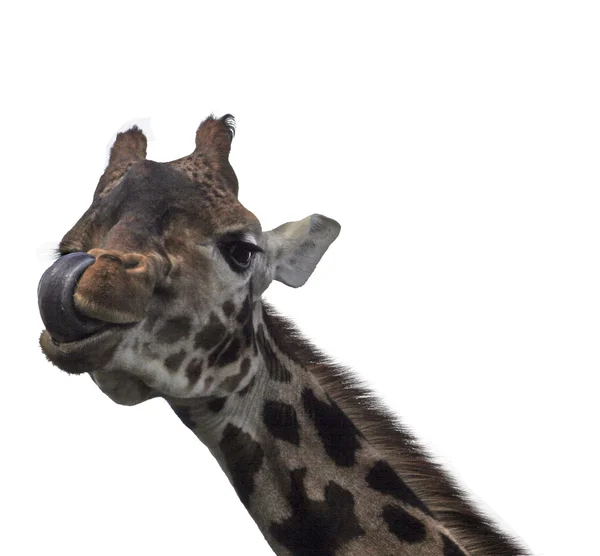 Žirafa na bílém pozadí — Stock fotografie
