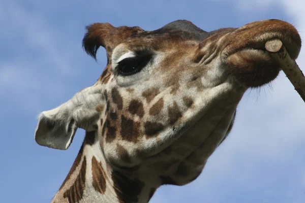 Giraffe крупним планом — стокове фото