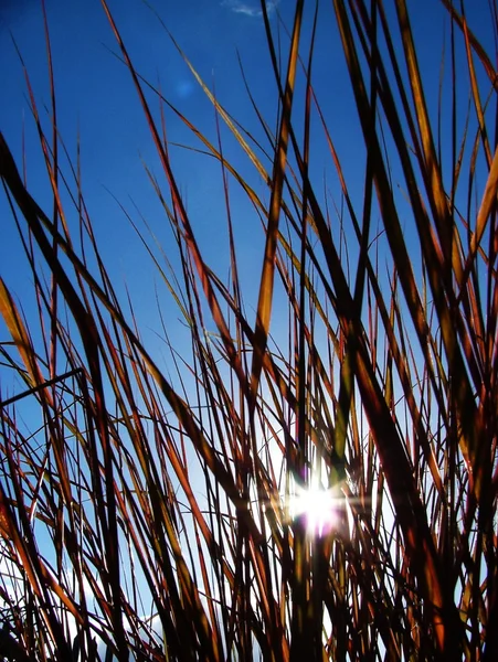 Słońce przez trawy — Zdjęcie stockowe