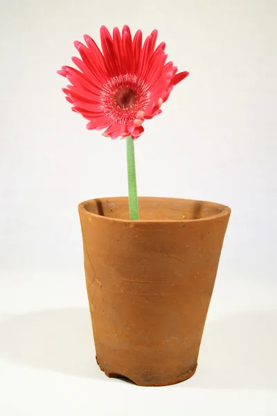 A pot plant — Stock Photo, Image