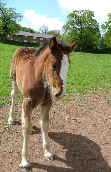 A shire Foal — Stock Photo, Image