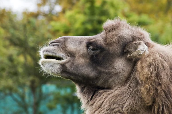 Camelo — Fotografia de Stock
