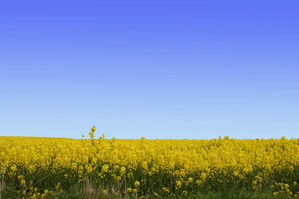 stock image A field of yellow flowers