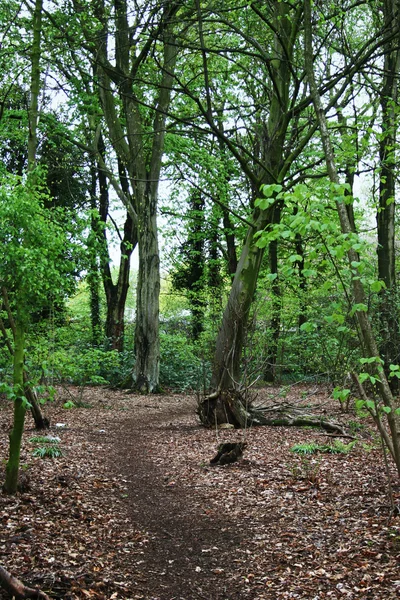 A woodland path — Stock Photo, Image