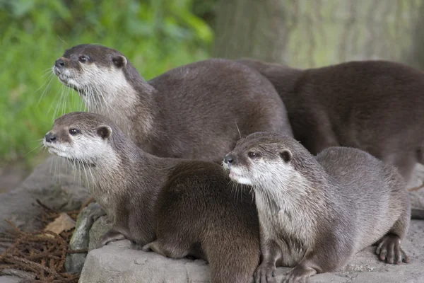 Otters — Stock Photo, Image