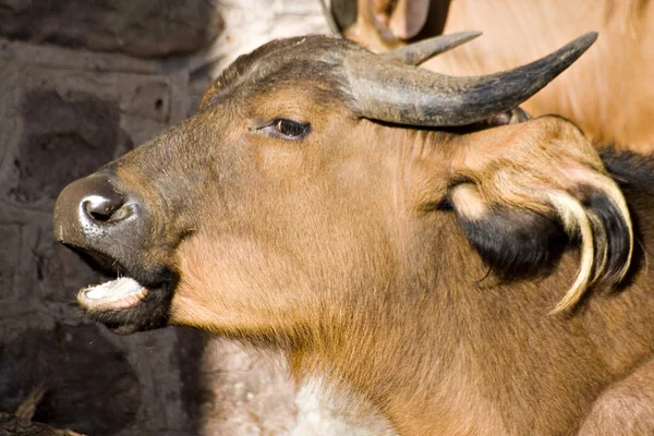 Cape buffalo — Stock fotografie