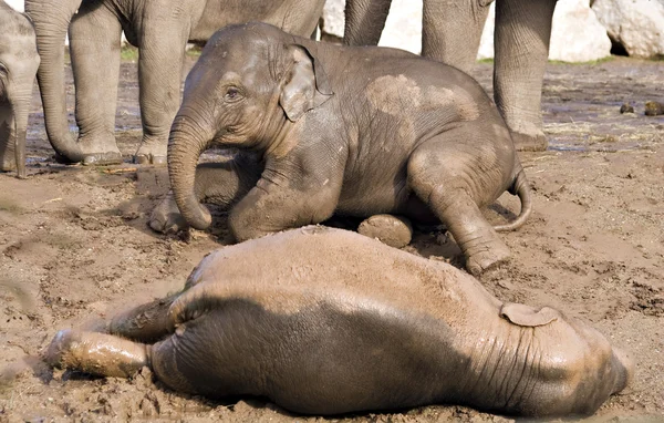 Elefanti neonati — Foto Stock