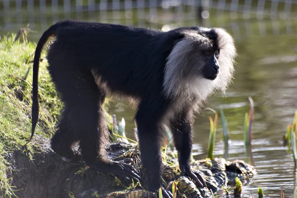 Lion-Tailed Macaque — Stock Photo, Image