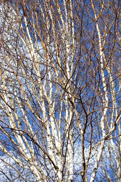 Silver birch branches — Stock Photo, Image