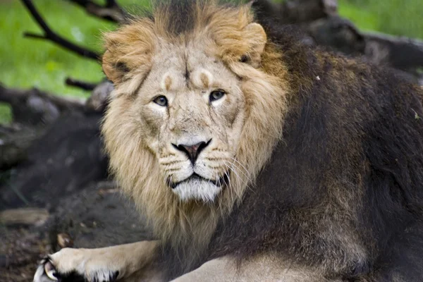Lev indickýett asiatiska lejon — Stock fotografie
