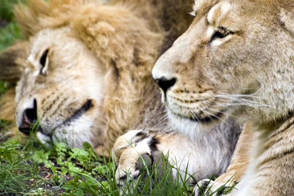 Sleepy lions — Stock Photo, Image