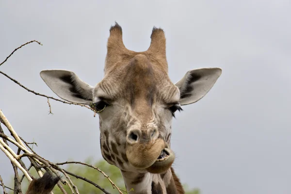 Giraf — Stockfoto