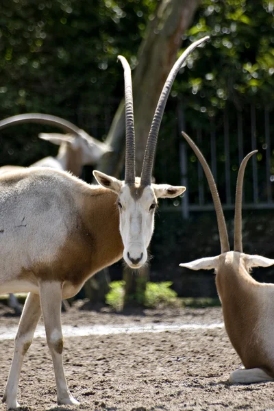 Arab oryx — Stock Fotó