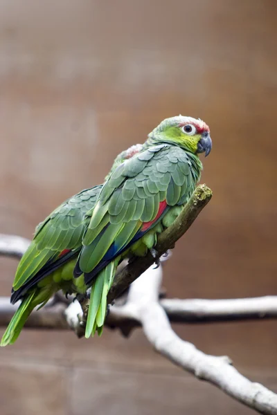 Είδος παπαγάλου — Φωτογραφία Αρχείου