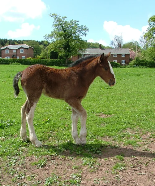 A Shire foal — Stock Photo, Image
