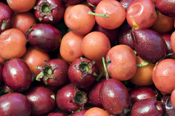 Stock image Autumn berries