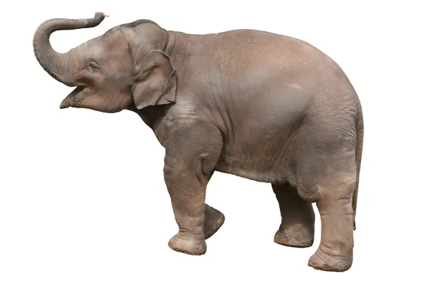 Μωρό ελέφαντας Εικόνα Αρχείου