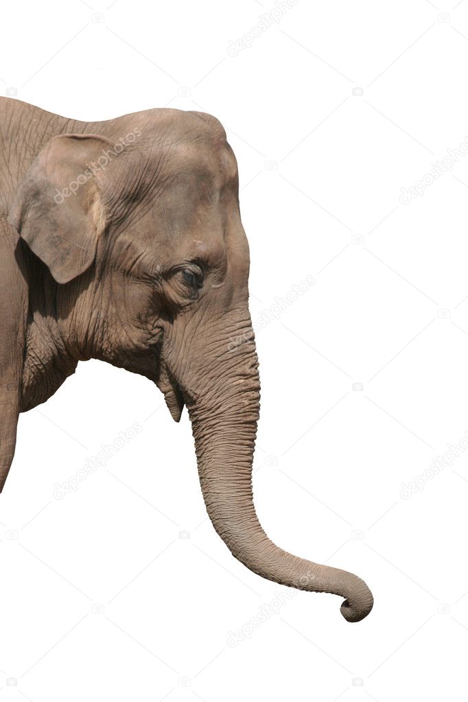 An elephant head isolated