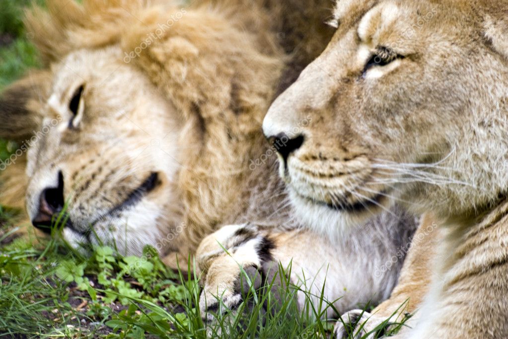 Familia de leones fotos de stock, imágenes de Familia de leones sin  royalties | Depositphotos