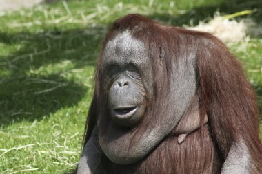 orangutan