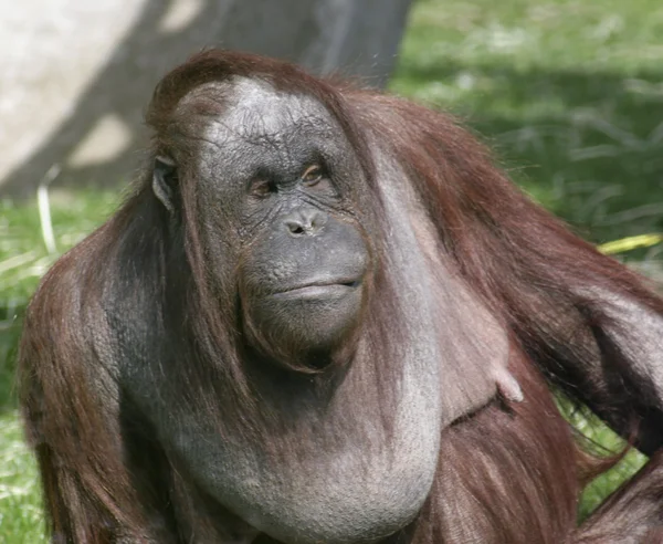 OrangutanBamba de piel — Stok fotoğraf