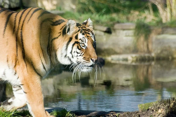 Tygrys syberyjski — Zdjęcie stockowe