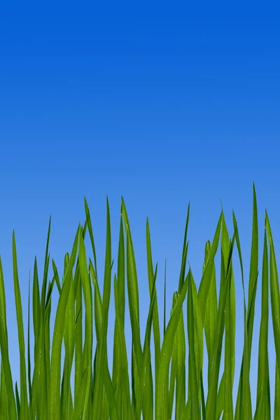 Illustration of grass — Stock Photo, Image