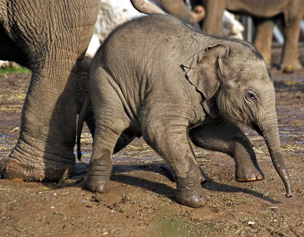 Bebe Elephant Pachyderme Isole Stock Photo