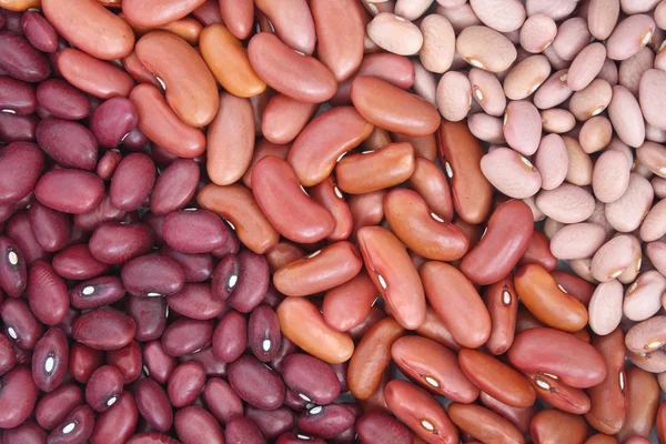 Three kinds of beans — Stock Photo, Image