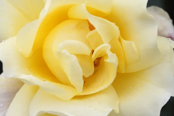 Rosa blanca — Foto de Stock