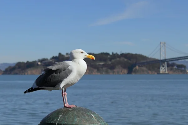Seagull, island and bridge — Stock Photo, Image