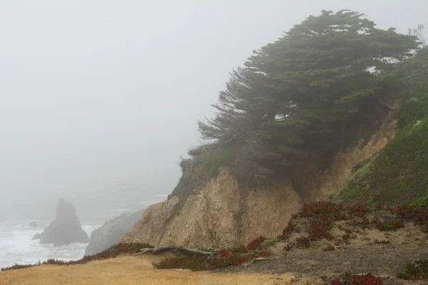 Klippa med en barrträd i dimmig dag — Stockfoto
