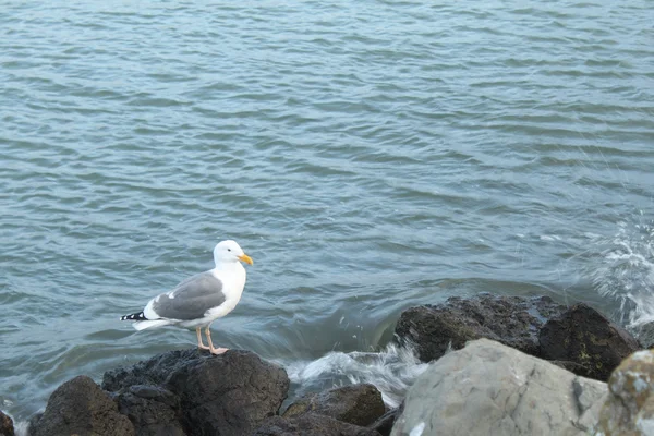 Seagull on rocks — Stock Photo, Image