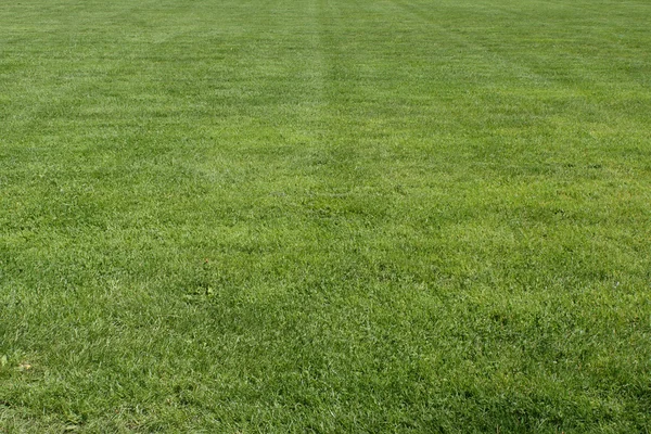 Stock image Field of grass