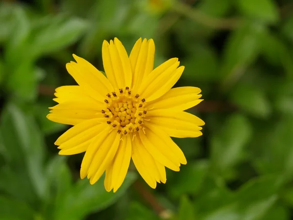 stock image Flower in Thailand