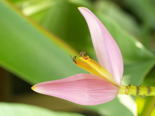 stock image Flower