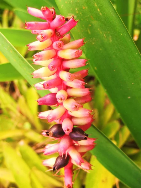 Stock image Unique flower