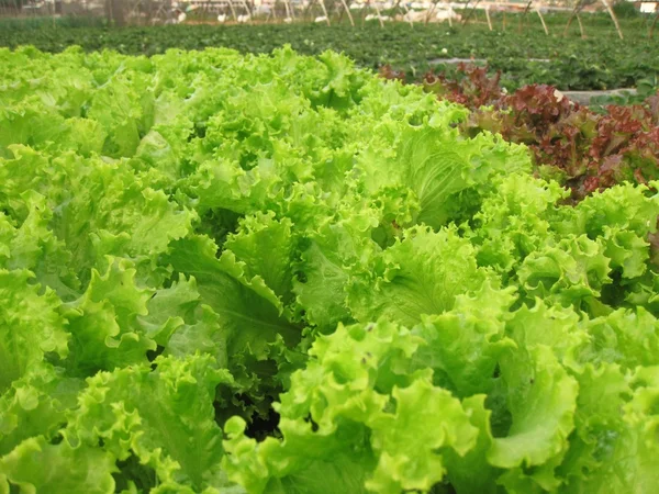 Fresh veggies in the farm — Stock Photo, Image