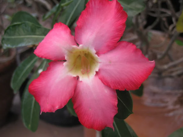 stock image Flowers