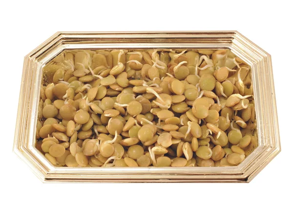 The sprouts of lentil 2 — Stock Photo, Image