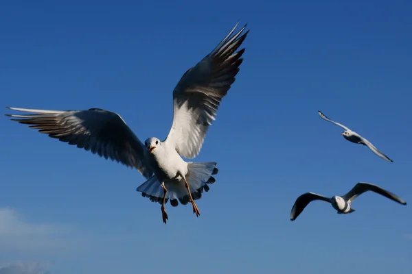 Stock image Flying seagull