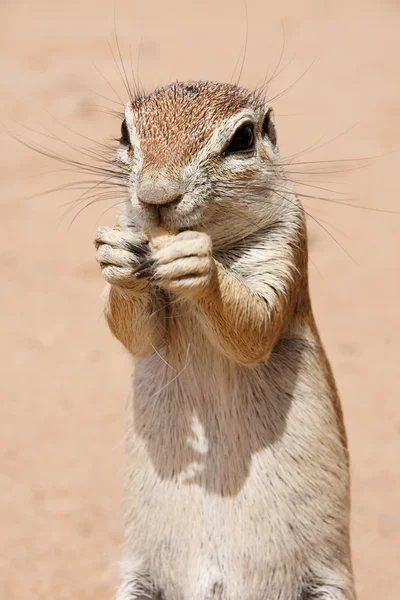 Ground squirrel — Stock Photo, Image