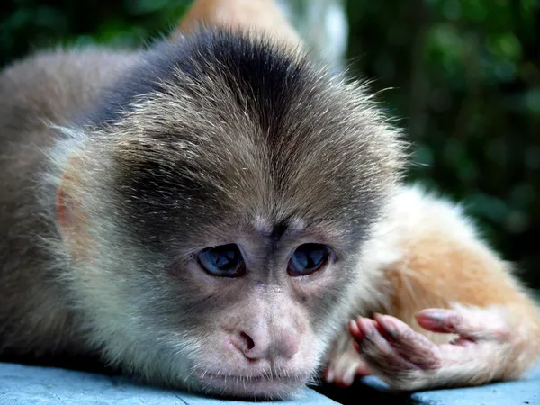 Stock image Thinking monkey