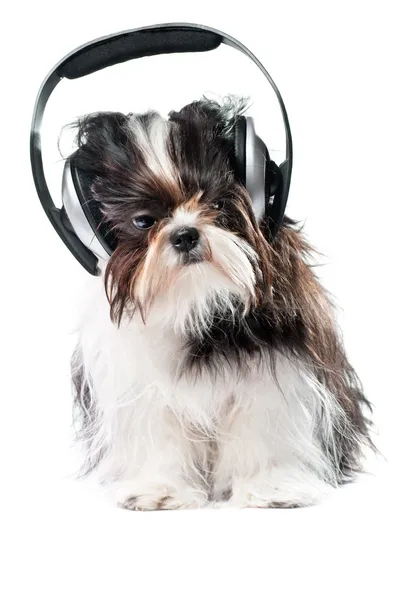 Dog listening to music — Stock Photo, Image