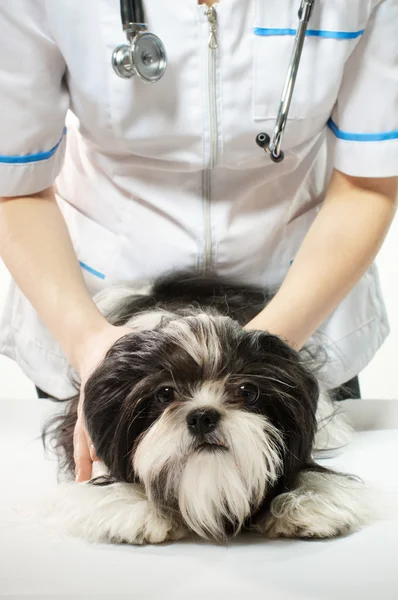 Doctor with puppy — Stock Photo, Image