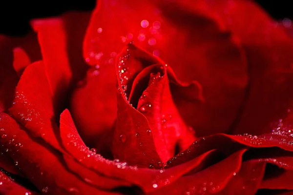 赤いバラのマクロ — ストック写真