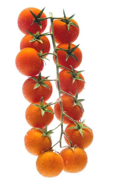 Bos tomaat — Stockfoto